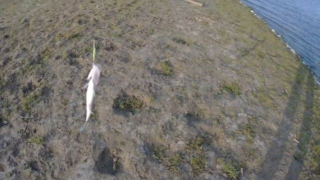 Утренняя ловля судаков на воблеры на "горле" реки. Накормил котёнка. смотреть онлайн