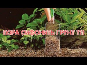КАК ЧАСТО НУЖНО СИФОНИТЬ ГРУНТ В АКВАРИУМЕ