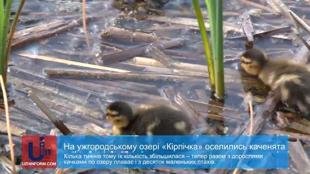 На ужгородському озері «Кірпічка» оселились каченята смотреть онлайн