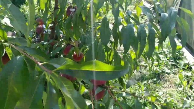 персик Флеминг Фьюри PF 23 смотреть онлайн