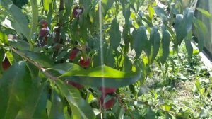 персик Флеминг Фьюри PF 23