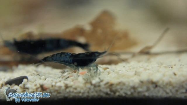 Caridina cantonensis sp. "Black Tiger" - черная тигровая креветка смотреть онлайн