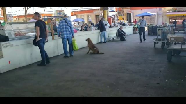 Одесса 2021. Привоз. ЖД вокзал. Куликово поле. смотреть онлайн