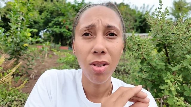 ON NOUS A MENTI !!!! J'AI ENFIN TROUVÉ LE NOM SCIENTIFIQUE DE CETTE PLANTE ! смотреть онлайн