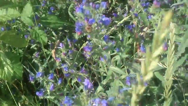 синяк и пчелы смотреть онлайн