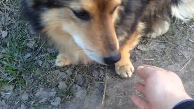 Собака породы двортерьер "Шельмец" ест колбасу, дает лапу .dog the "rascal" смотреть онлайн