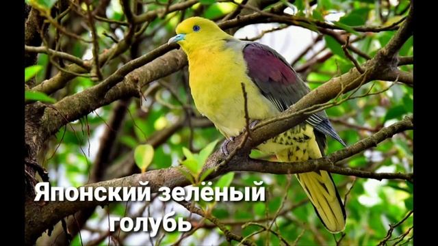 Зелёные голуби (виды) ?? смотреть онлайн