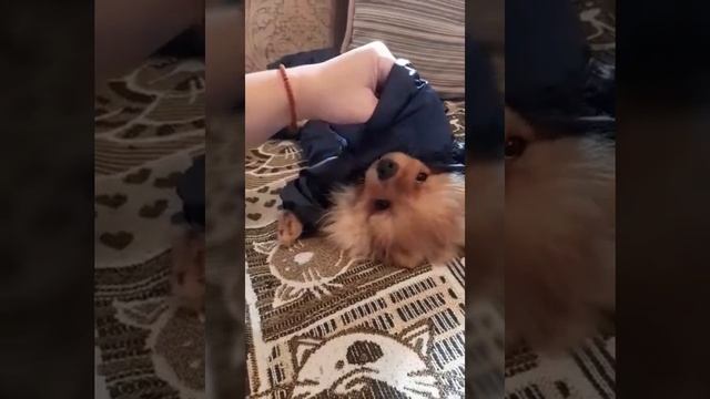 Смешно. Щенок. Куртка для собаки. смотреть онлайн