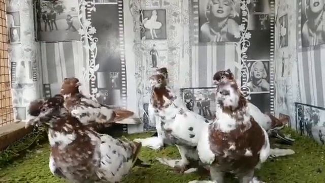 12 сентября 2022 г. Чили, андижанские голуби Равшана Москва 8-916-302-47-47 смотреть онлайн