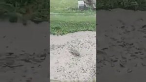 Селевой поток с.Хилих Чародинский района.  Арчиб