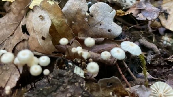 Marasmius rotula (Негниючник колёсовидный), August 30, 2020