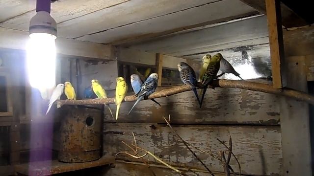 Ядовитая трава для попугаев. смотреть онлайн