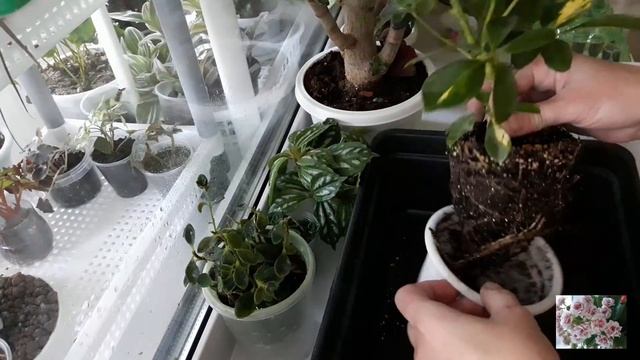 КОМНАТНЫЕ ЦВЕТЫ.ЦВЕТОЧНЫЕ ДЕЛА. смотреть онлайн