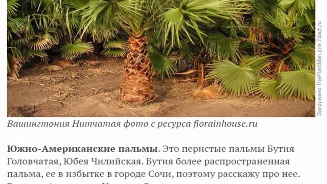 Теория зимовки пальм в открытом грунте от Ивана смотреть онлайн