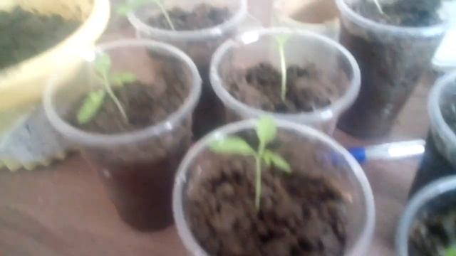 Пикирую томат черри:"Чио-чио-сан" смотреть онлайн