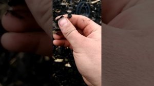 Нашли золотую монету среди мусора!