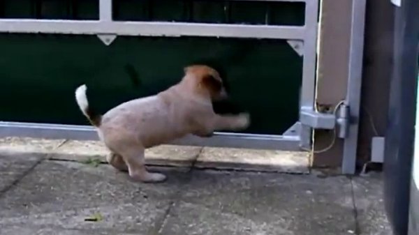 Австралийские хилеры с щенками