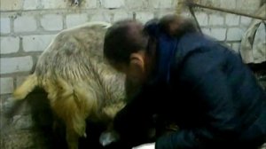 Лечение мастита у козы. Здоровье Белки часть 2. Treatment of mastitis in goats. Part 2.