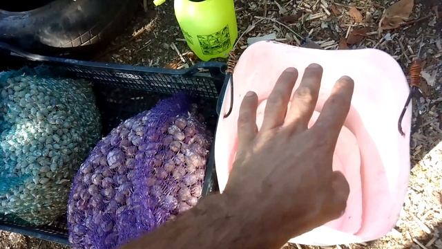 Фунгіцидний обробіток часнику перед посадкою.Максим,фундазол. смотреть онлайн