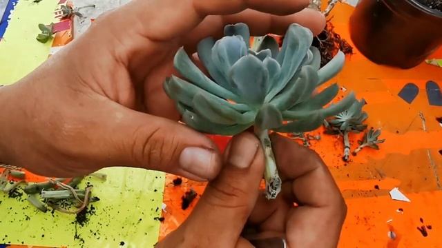 Como combatir Nematodos en Suculentas - Echeveria Runyonii Topsy Turvi смотреть онлайн