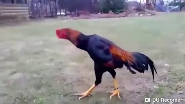 Дакан шамо крутой смотреть онлайн