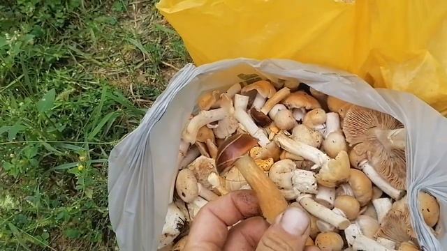 Заготовка грибов на зиму. С сыном и тёщей ? смотреть онлайн