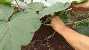 #1 Как Вырастить Гигантскую Тыкву: Начало.