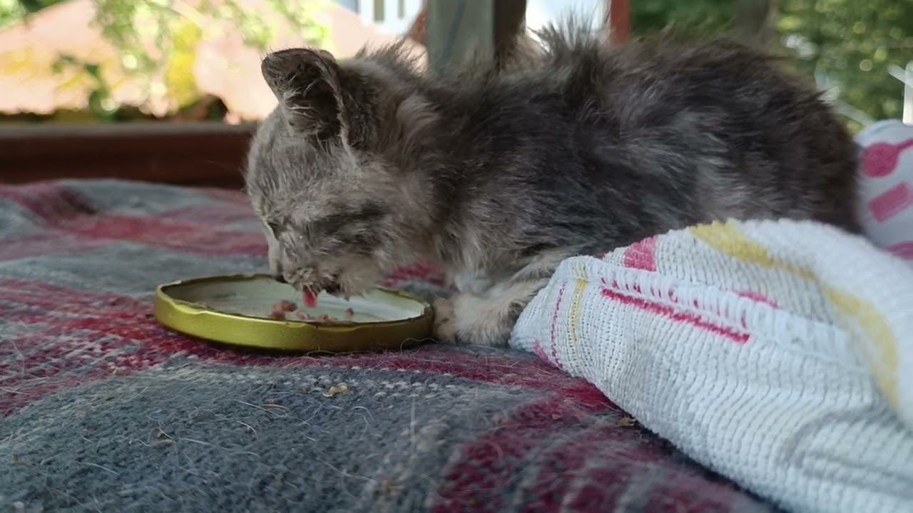 Голодный и слепой.