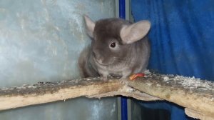 Как определить беременность у Шиншилл! -How to determine pregnancy in Chinchillas!