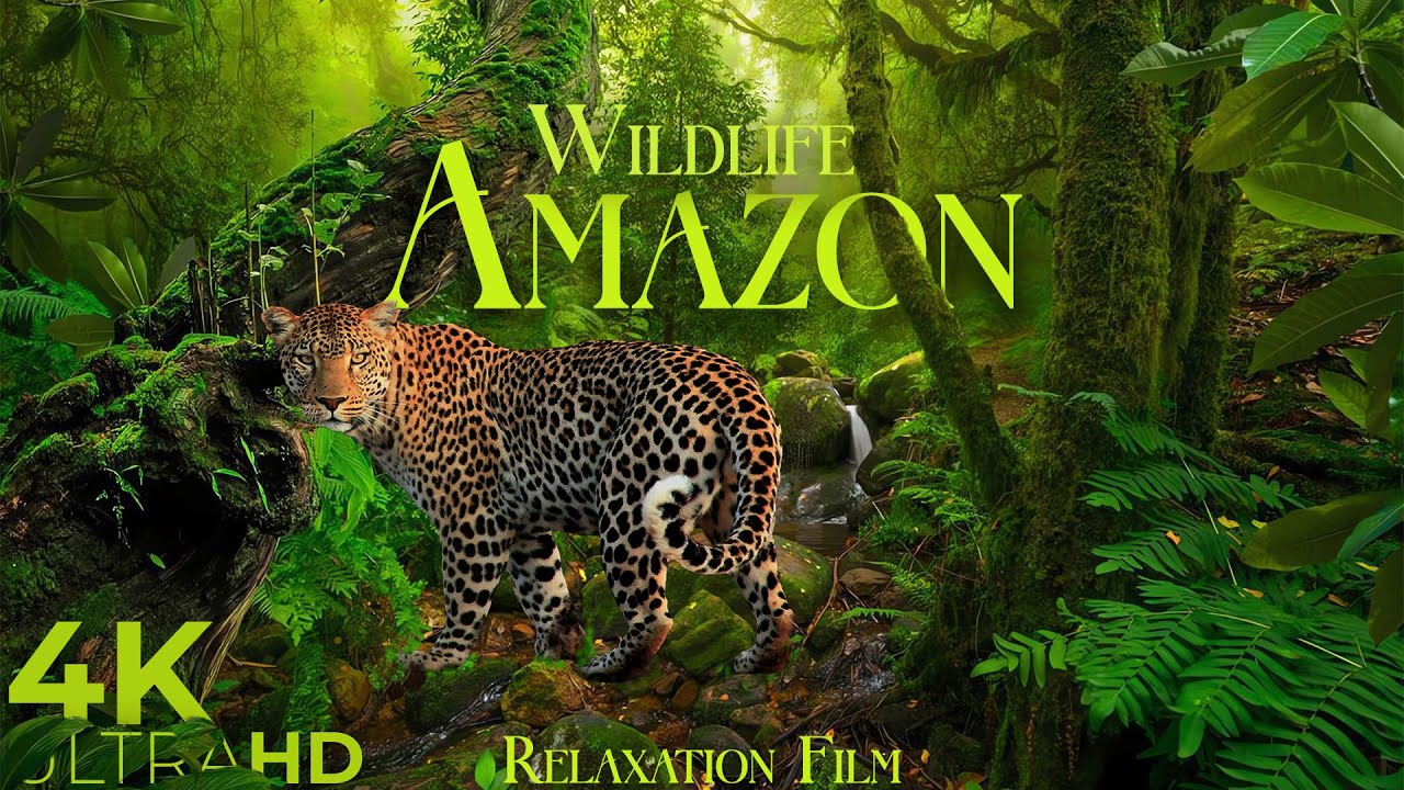 Амазонка - Расслабляющая музыка и красивые виды Full HD смотреть онлайн