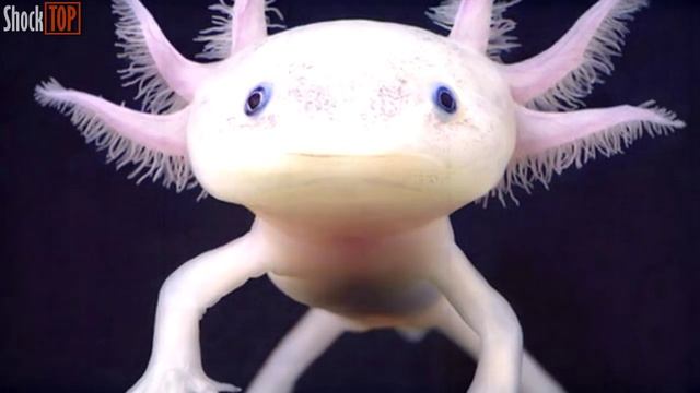 10 ШОКИРУЮЩИХ МЕТОДОВ САМОЗАЩИТЫ ЖИВОТНЫХ смотреть онлайн