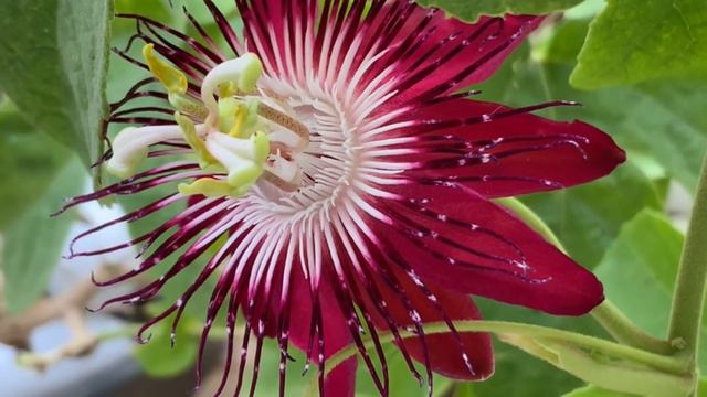 My Flowering Balcony Garden | What flowers I am growing in my balcony with many care tips смотреть онлайн
