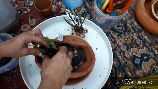 СУБСТРАТ, БЛОКИ, ГОРШКИ ДЛЯ ОРХИДЕЙ - три в одном? смотреть онлайн