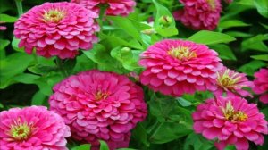 Изящная цинния