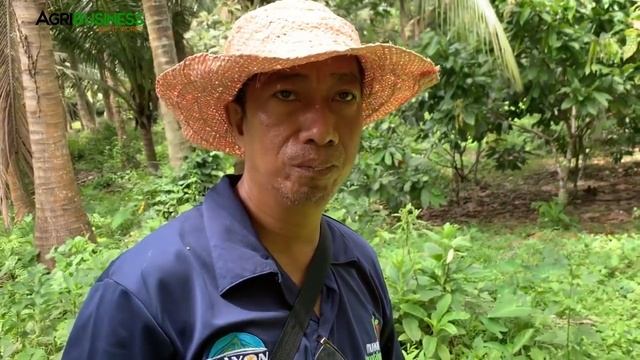 CACAO FARMING: Native Cacao Is Better Than Hybrid Variety