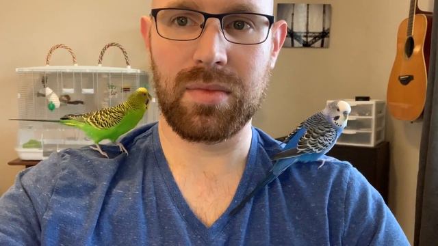 Pixel the parakeet talks while Kiwi grooms смотреть онлайн