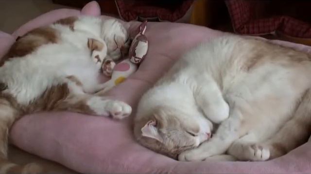 Барбузяка, котик в кроватках мурлыкают смотреть онлайн