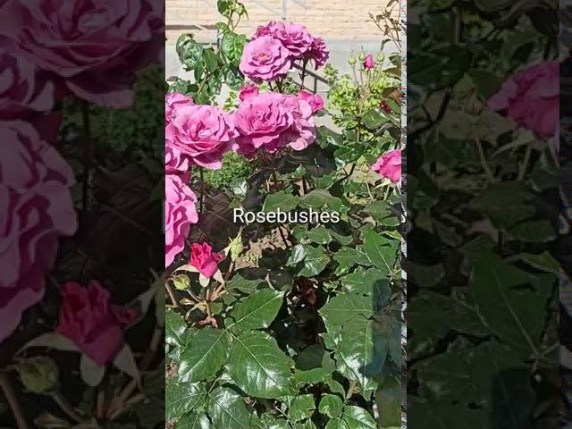 Карина @rose_bushes161 смотреть онлайн