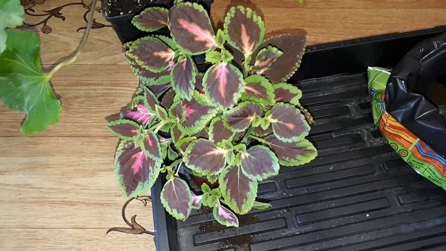 Важные приемы ПЕРЕД? обрезкой пеларгонии. Как готовлю к обрезке герани смотреть онлайн