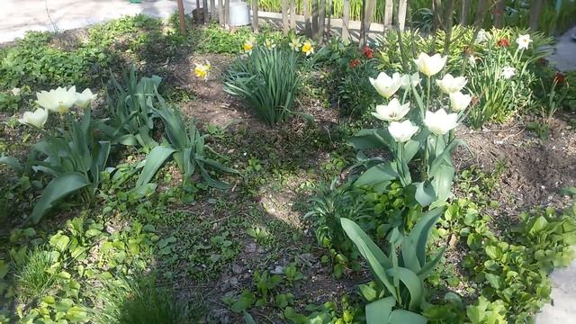 8 апр 2016 Крым белые тюльпаны смотреть онлайн