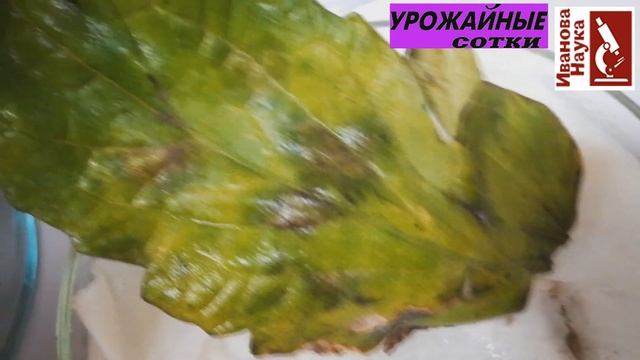 Томат: кладоспориоз или фитофтороз, а может быть фузариоз или бактериоз? Разбираемся!