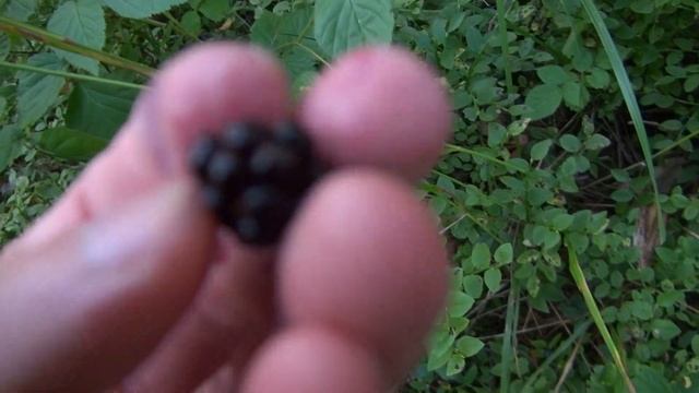 Последняя черника, рябина в лесу исчезла смотреть онлайн