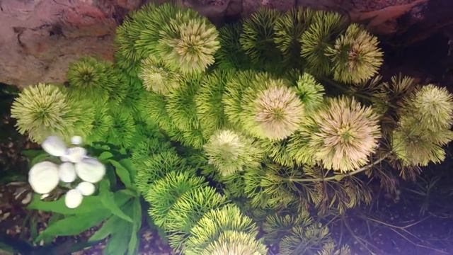 амбулия смотреть онлайн