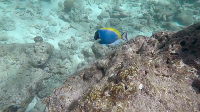 Snorkeling At Kuredu Maldives