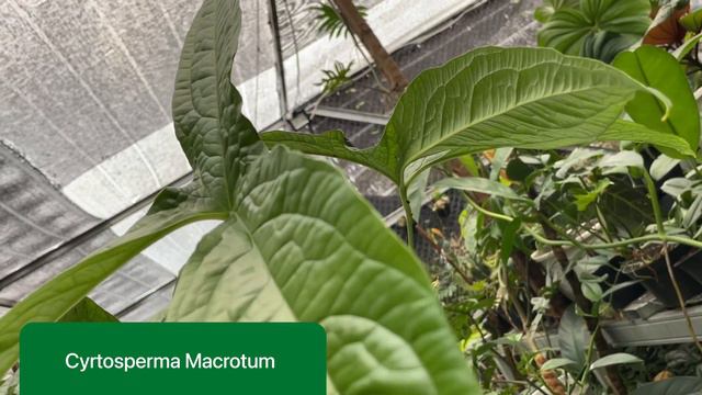 Minaqu, Indonesia Native Plants смотреть онлайн