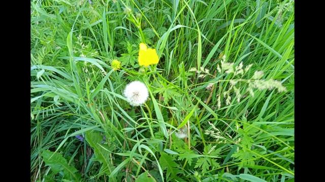 Я ЛЮБЛЮ... - читает автор - Татьяна Лобанова смотреть онлайн