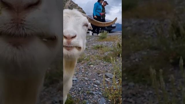 Коза в тренде 🙂 #тренд #Алтай #горы #природа #животные #коза смотреть онлайн