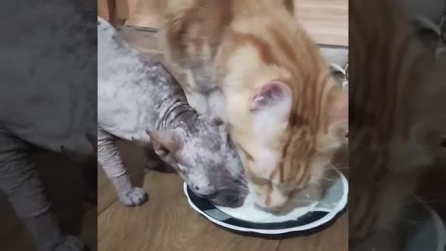 Сфинкс и мейнкун смотреть онлайн