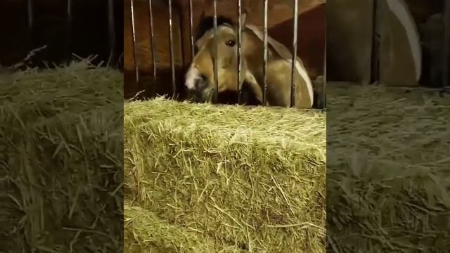 Недоступное всегда манит сильнее своего собственного. Лошадь ест сено.