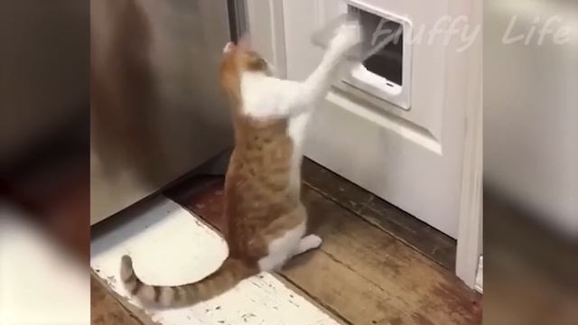 Funniest Cats Videos That Will Make You Laugh ? Best Funny Cats Videos Of 2023 ?? смотреть онлайн